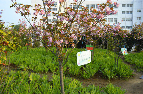 beats365官方唯一入口举办挂树牌活动